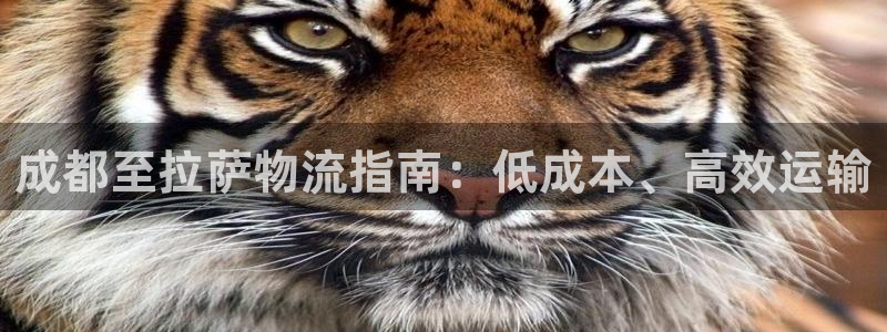 28圈预测网
