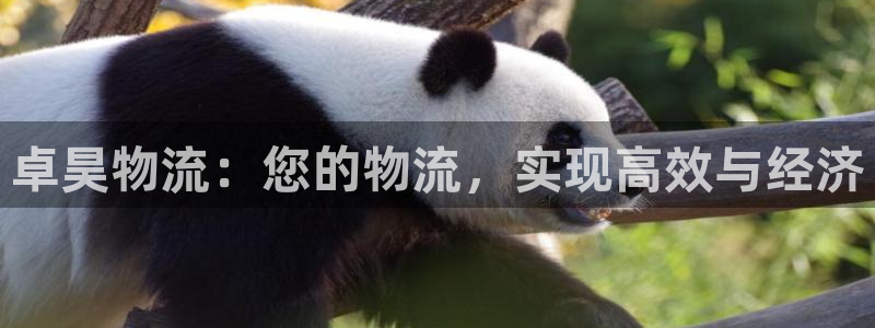 28圈怎么注册游戏名字：卓昊物流：您