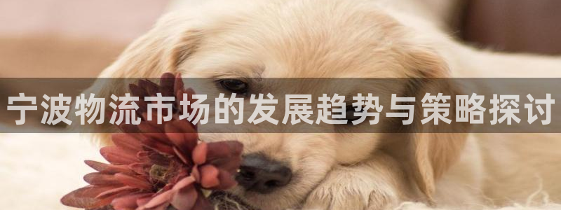 28圈怎么注册：宁波物流市场的发展趋